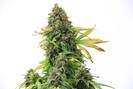 Crop King Seeds photo