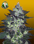 Crop King Seeds photo