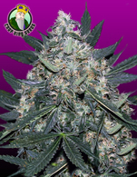 Black Indica image