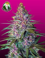 Purple Kush image