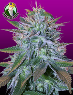 White Widow image