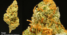 Dr Greenthumb Delivery - Irvine photo