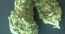 Green Viper Delivery photo