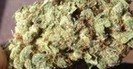 Green Viper Delivery photo