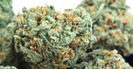 Green Viper Delivery photo