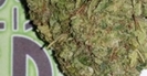 Green Viper Delivery photo