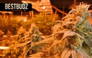 Best Budz - Austin Bluffs photo