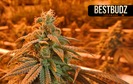 Best Budz - Austin Bluffs photo