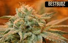 Best Budz - Austin Bluffs photo