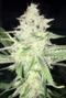 The Secret Stash photo