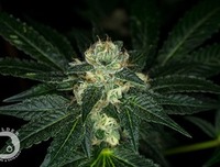 Cold Creek Kush image