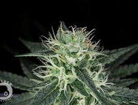 Cherry Diesel image