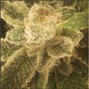 Colorado Cannabis Connection photo