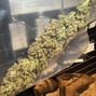 Colorado Cannabis Connection photo