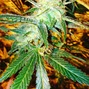 Green Collar Cannabis photo
