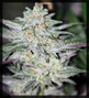 Green Collar Cannabis photo