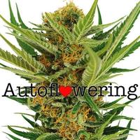 Jack Herer Autoflower image