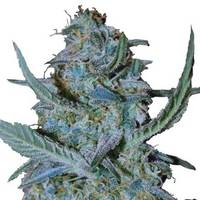 Blue Cheese (fem) image