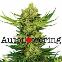 Cheese Autoflower image