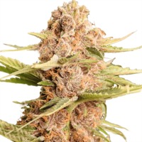 Girl Scout Cookies Extreme (fem) image
