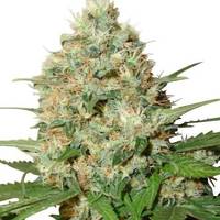 Candy Kush (fem) image