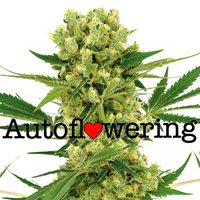 Amnesia Haze Autoflower image