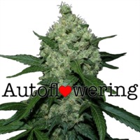 Super Skunk Autoflower image