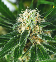 Pure Indica (Fem) image