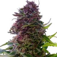 Grand Daddy Purple (fem) image