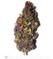 Purple Haze (Fem) image