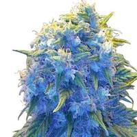 Blue Haze (fem) image