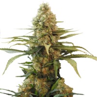 Chronic Widow (fem) image