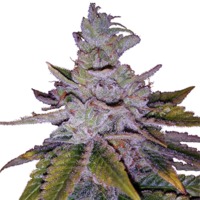 Purple Kush (fem) image