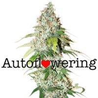 OG Kush Autoflower image