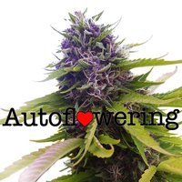 Blueberry Autoflower image