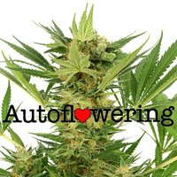 AK-47 Autoflower image