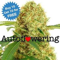 White Widow Autoflower image