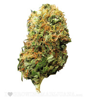 Big Bud (Fem) image