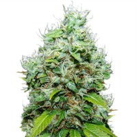 NYC Diesel (fem) image