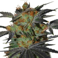 Agent Orange By ILGM (Fem) image