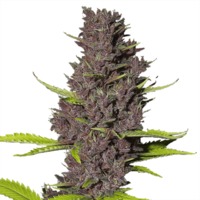 Blue Dream (fem)  image