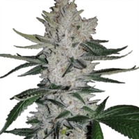 Gorilla Glue by ILGM (fem) image