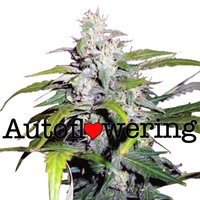 Lowryder Autoflower image