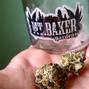 Herbal Nation photo