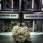 Herbal Nation photo