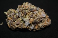 Purple Dream - in-house cross of Blue Dream x Purple F1 image