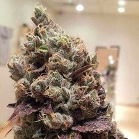 Lee Roy - from RareDankness Triangle Kush x RD#2 image