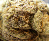 UK Sweet Tooth - Afghani x Nepalese x Hawaiian image