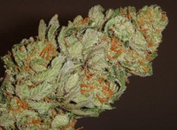 UK Chiesel - Cheese x New York City Diesel image