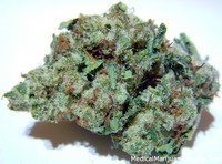 Sensi Star - Afghani + mild sativa strain image